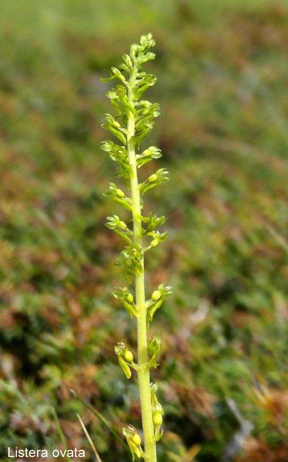 Campo Imperatore, laltopiano e le orchidee  19 giugno 2021.